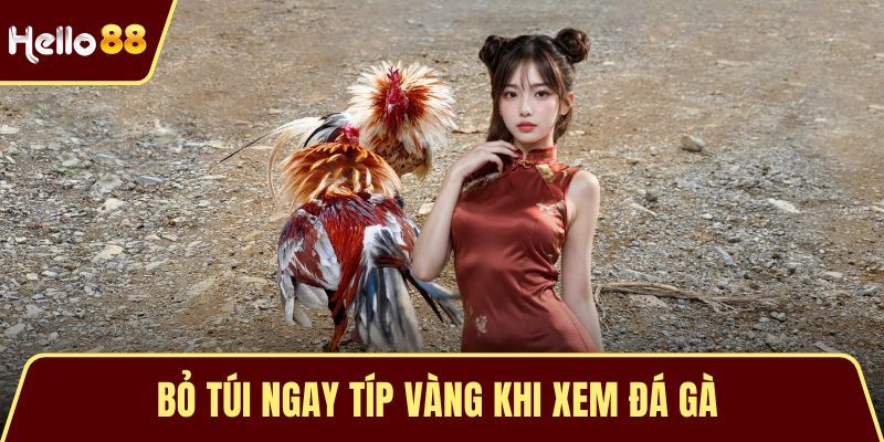 Bỏ túi ngay típ vàng khi xem đá gà 
