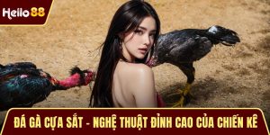 Đá Gà Cựa Sắt – Nghệ Thuật Đỉnh Cao Của Chiến Kê Bất Bại