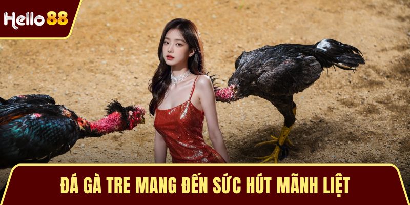 Đá gà tre mang đến sức hút mãnh liệt