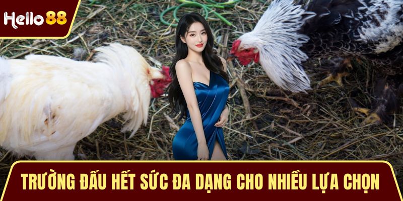 Trường đấu hết sức đa dạng cho nhiều lựa chọn